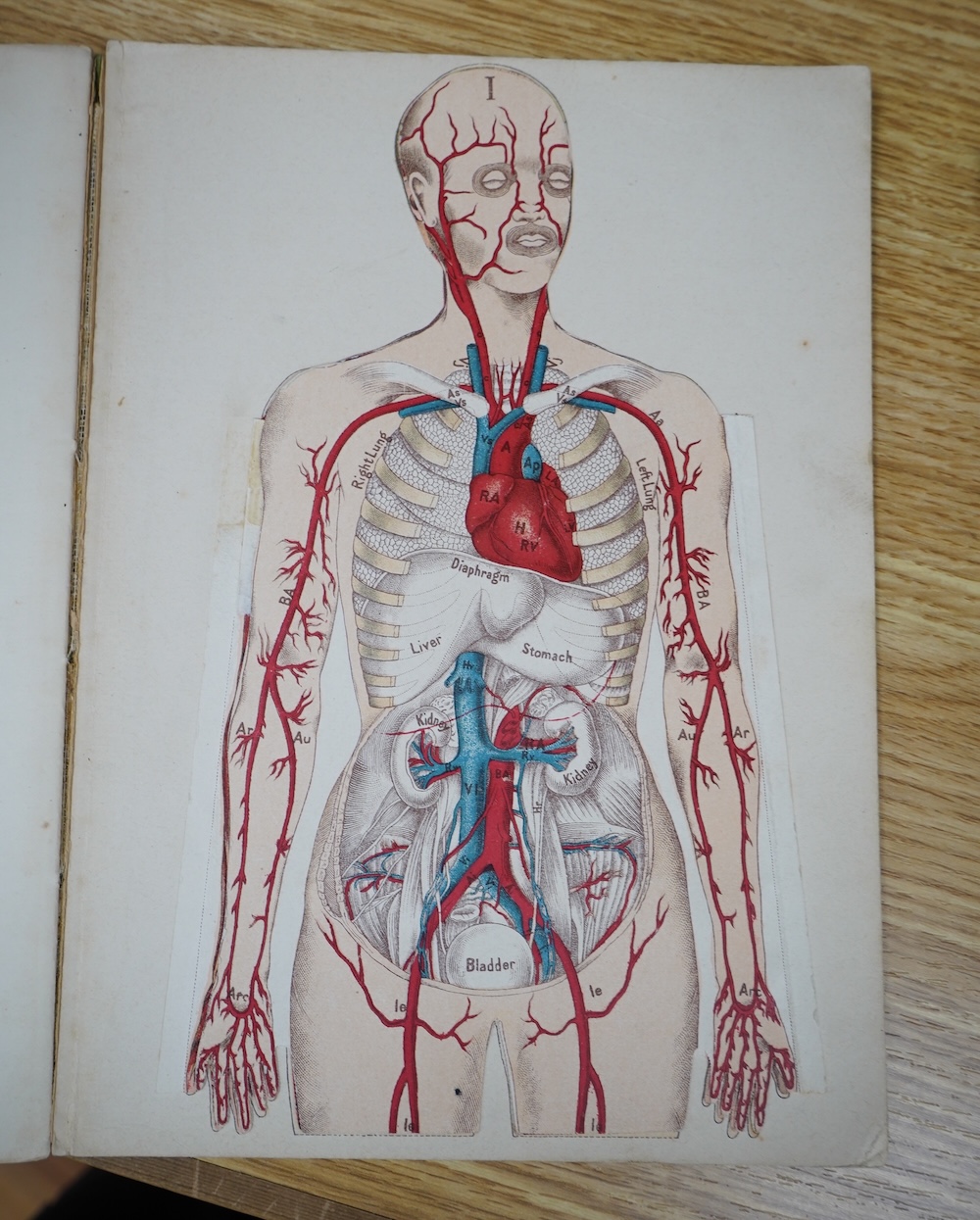 An early 20th century Philips’ Anatomical Model book by William S. Furneaux, together with various pages from a scientific manual, etc. Condition - poor to fair.